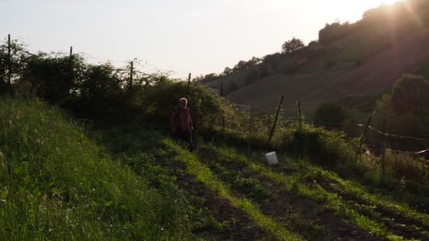 Agricultor Italiano Sénior Trabalhando Jardim Verde Orgânico Castellarquato Emilia Romagna — Vídeo de Stock