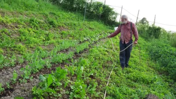 Starszy Włoski Rolnik Pracujący Ekologicznym Ogrodzie Castellarquato Emilia Romagna Włochy — Wideo stockowe