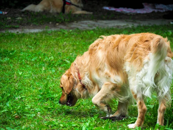 Nieuwsgierige Rasechte Golden Retriever Tuin Smelten Het Gras — Stockfoto