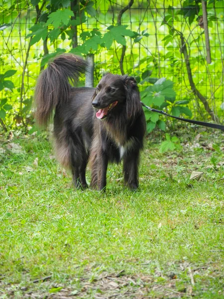 Portrét Mladého Černého Psa — Stock fotografie