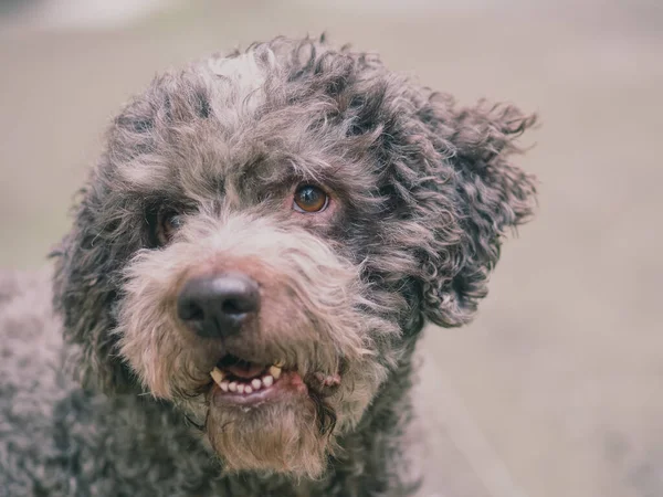 Lustiger Haariger Terrier Hund Stimmung — Stockfoto
