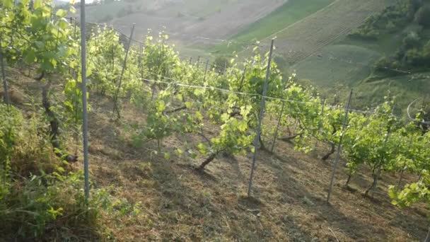 Valdarda horské město a vinice v Emilia Romagna