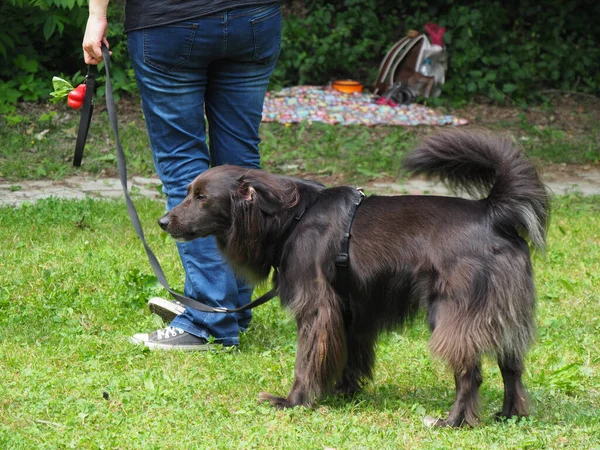 Ung Svart Belgiskt Herde Hund Utomhus Parken — Stockfoto