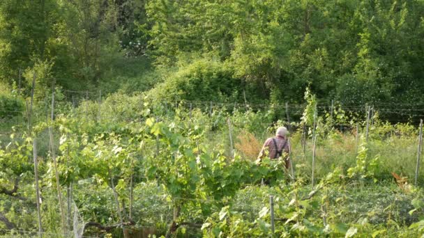Starszy Włoski Rolnik Pracujący Ekologicznym Ogrodzie Castellarquato Emilia Romagna Włochy — Wideo stockowe