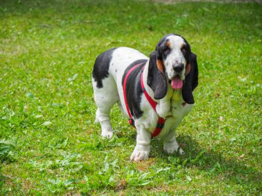 Yazın bahçedeki siyah beyaz, kahverengi, komik av köpeği dinleniyor.