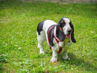 Yazın bahçedeki siyah beyaz, kahverengi, komik av köpeği dinleniyor.