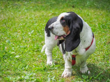 Yazın bahçedeki siyah beyaz, kahverengi, komik av köpeği dinleniyor.