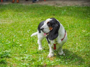 Yazın bahçedeki siyah beyaz, kahverengi, komik av köpeği dinleniyor.