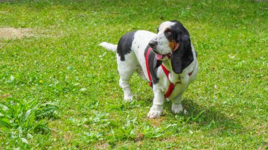Yazın bahçedeki siyah beyaz, kahverengi, komik av köpeği dinleniyor.