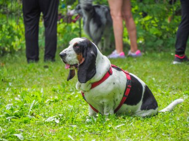 Yazın bahçedeki siyah beyaz, kahverengi, komik av köpeği dinleniyor.