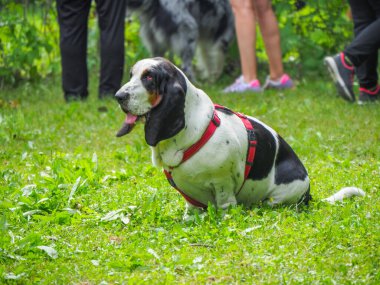Yazın bahçedeki siyah beyaz, kahverengi, komik av köpeği dinleniyor.