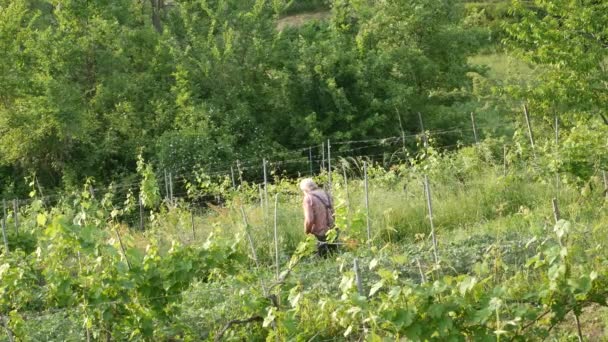 Organik Yeşil Bahçede Çalışan Yaşlı Talyan Çiftçi Castellarquato Emilia Romagna — Stok video