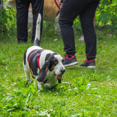 Yazın bahçedeki siyah beyaz, kahverengi, komik av köpeği dinleniyor.