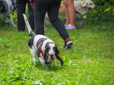 Yazın bahçedeki siyah beyaz, kahverengi, komik av köpeği dinleniyor.
