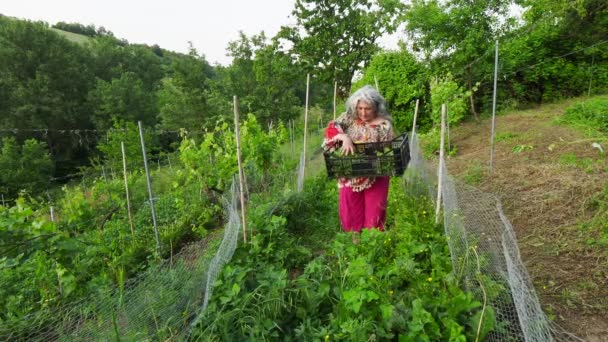 Valdarda Ciudad Montaña Viñedos Emilia Romaña — Vídeo de stock