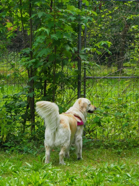 Zvědavý Čistokrevný Labrador Stojící Zahradě Majitelem — Stock fotografie