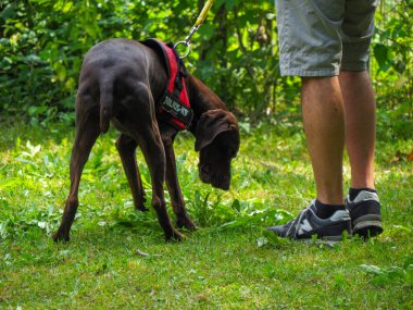 Esmer, genç Alman parkın sahibinin köpeği.