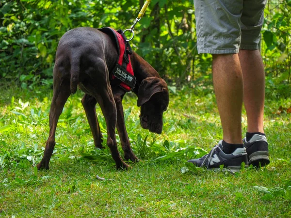 Esmer, genç Alman parkın sahibinin köpeği.