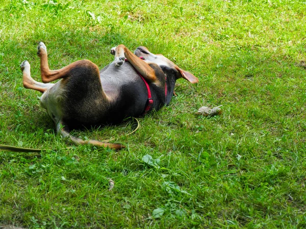 Mischlingshund Verspielt Rolle Garten — Stockfoto