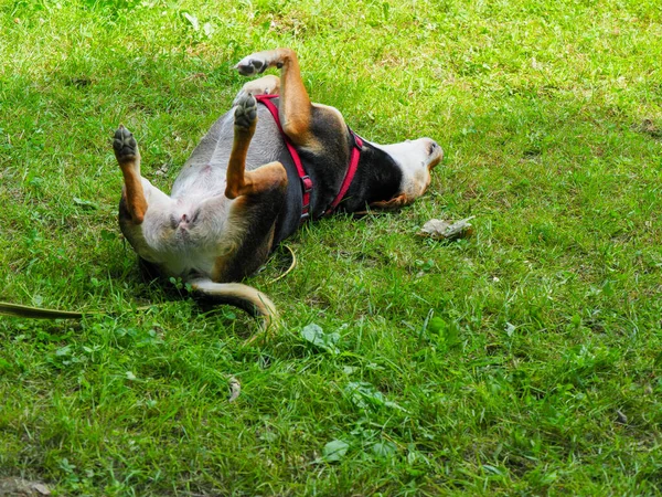Gemengd Ras Hond Speels Rollen Tuin — Stockfoto