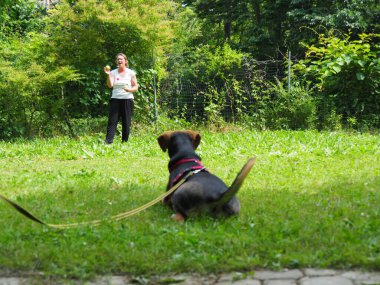 Hoca köpek topu oynamayı öğretiyor.