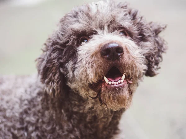 Śmieszne Owłosione Terrier Pies Nastrój — Zdjęcie stockowe