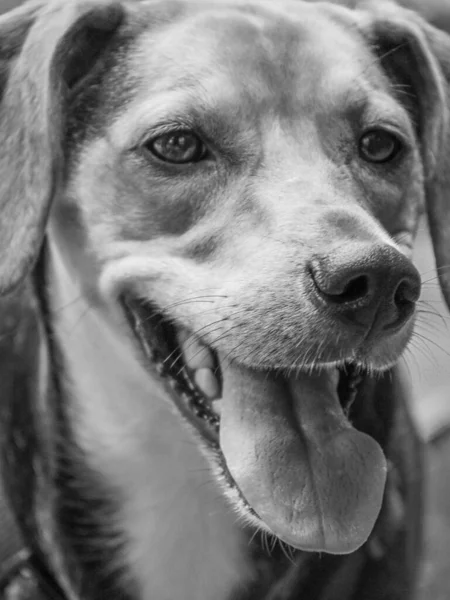 Счастливый Портрет Собаки Смешанная Раса Открытом Воздухе — стоковое фото
