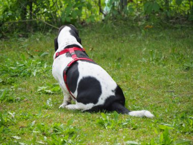 Yazın bahçedeki siyah beyaz, kahverengi, komik av köpeği dinleniyor.