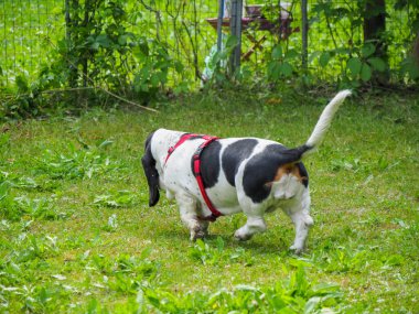 Yazın bahçedeki siyah beyaz, kahverengi, komik av köpeği dinleniyor.