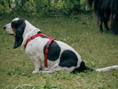 Yazın bahçedeki siyah beyaz, kahverengi, komik av köpeği dinleniyor.