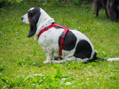 Yazın bahçedeki siyah beyaz, kahverengi, komik av köpeği dinleniyor.