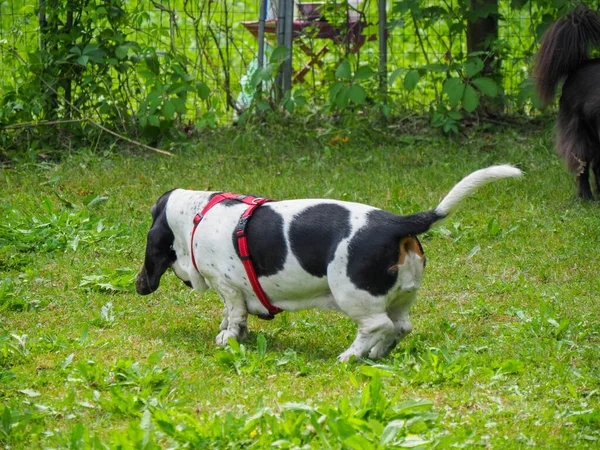 Ontspannende Zwart Wit Bruin Grappig Basset Hond Tuin Zomer — Stockfoto