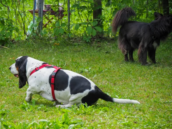 Ontspannende Zwart Wit Bruin Grappig Basset Hond Tuin Zomer — Stockfoto