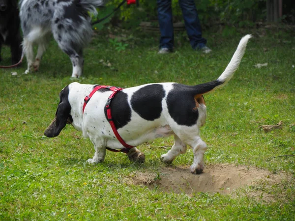 Ontspannende Zwart Wit Bruin Grappig Basset Hond Tuin Zomer — Stockfoto
