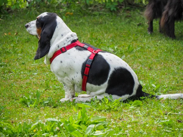 Relaxační Černá Bílá Hnědá Legrační Basset Pes Zahradě Létě — Stock fotografie