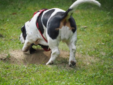 Yazın bahçedeki siyah beyaz, kahverengi, komik av köpeği dinleniyor.