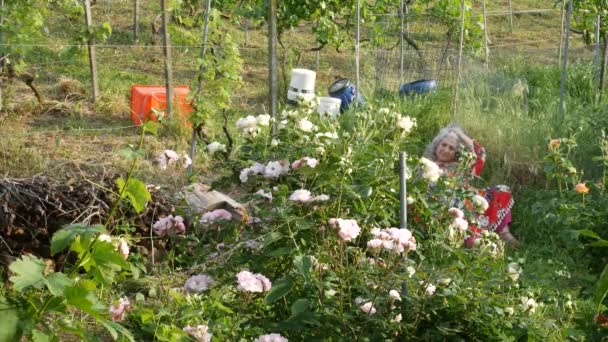 Valdarda Ciudad Montaña Viñedos Emilia Romaña — Vídeo de stock