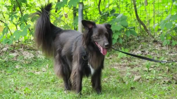 Портрет Молодого Чорного Собаки — стокове відео