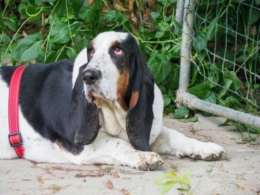 Yazın bahçedeki siyah beyaz, kahverengi, komik av köpeği dinleniyor.