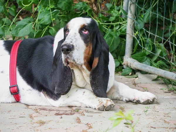 Détente Noir Blanc Marron Drôle Basset Chien Dans Jardin Été — Photo