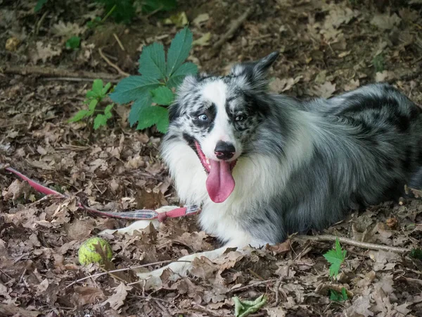 border collie resting in the forest after training and working - summer outdoors