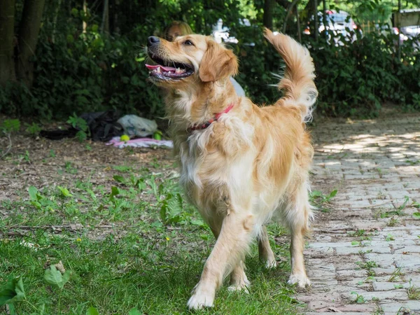 Neugierige Reinrassige Golden Retriever Spielen Freien — Stockfoto