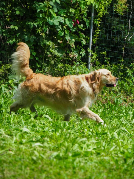 Neugierige Reinrassige Golden Retriever Spielen Freien — Stockfoto