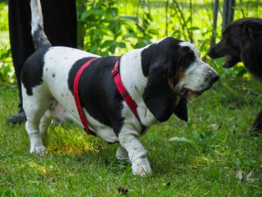 Yazın bahçedeki siyah beyaz, kahverengi, komik av köpeği dinleniyor.
