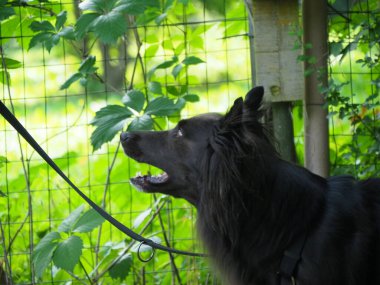 Genç siyah köpek portresi