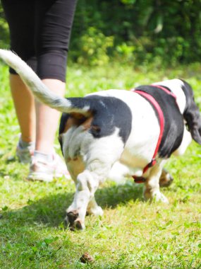 Yazın bahçedeki siyah beyaz, kahverengi, komik av köpeği dinleniyor.
