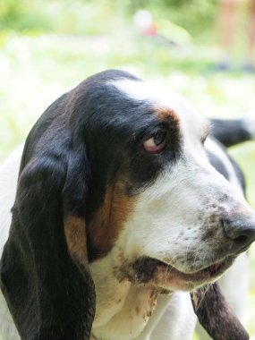 Yaşlı bir dişi tazının portresi.