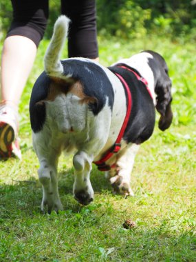 Yazın bahçedeki siyah beyaz, kahverengi, komik av köpeği dinleniyor.