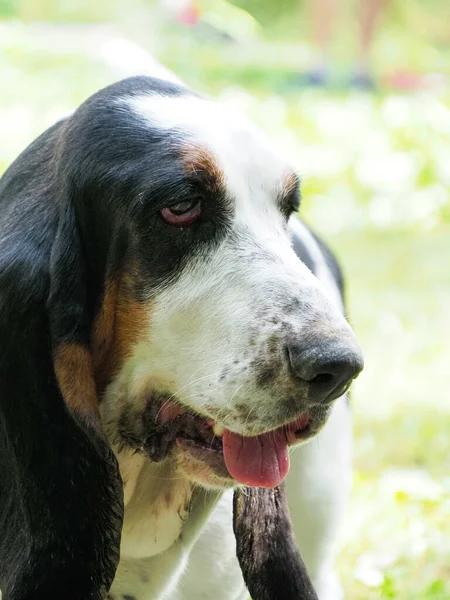 Portrait Une Chienne Basset Âgée — Photo