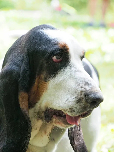 Portrait Une Chienne Basset Âgée — Photo